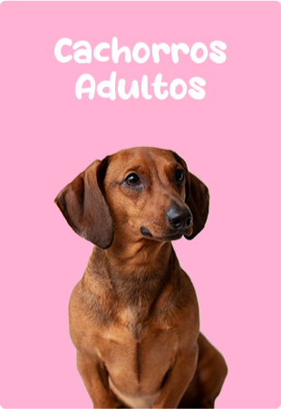 Mini banner Rodape 4