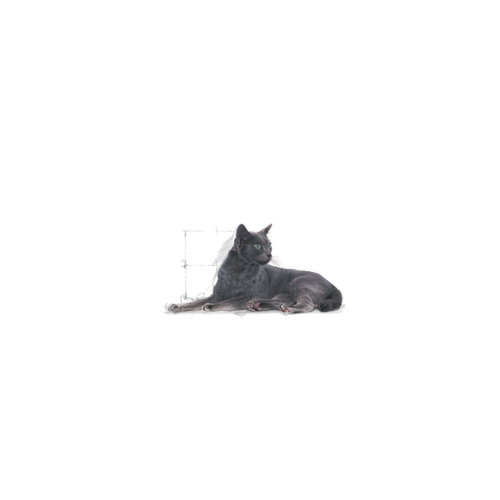 Ração Royal Canin Gatos Sênior +7 Castrados 400g