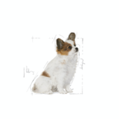 Ração Royal Canin X-small Cães Adultos Raças Minis 1kg