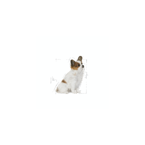 Ração Royal Canin X-small Cães Adultos Raças Minis 1kg